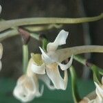 Cyrtorchis monteiroae Flor