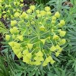 Euphorbia characias Ліст