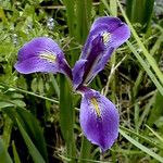 Iris giganticaerulea Flor