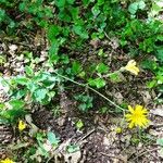 Hieracium glaucinum Habit
