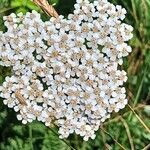 Achillea nobilisBlüte