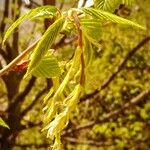 Carpinus betulusFlower