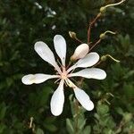 Bejaria racemosa 花