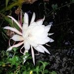 Epiphyllum oxypetalumBlüte