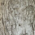 Quercus tomentella Schors