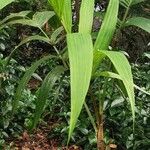 Pinanga densiflora Leaf