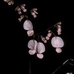 Begonia nymphaeifolia Floare