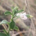 Hibiscus micranthus Φύλλο