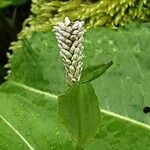 Bistorta officinalis Flower