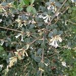 Osmanthus delavayi Levél