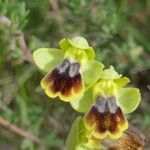 Ophrys lupercalis x Ophrys lutea