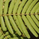 Senegalia tenuifolia Blad