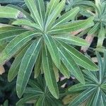 Euphorbia mellifera Lapas