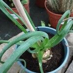 Albuca spiralis Folha