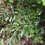 Smilax maritima Leaf