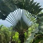 Ravenala madagascariensis Lehti