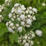 Parthenium integrifolium Çiçek