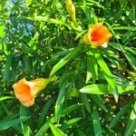 Cascabela thevetia Flor