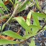 Aster amellus Feuille