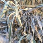 Phlomis lychnitis Leaf