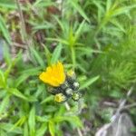 Hieracium caespitosum Kvet