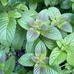 Mentha aquatica Leaf