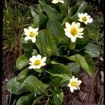 Caltha leptosepala عادت