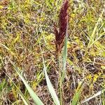 Phragmites australis Plante entière