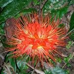 Brownea rosa-de-monte Flower