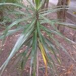 Dracaena reflexaᱥᱟᱠᱟᱢ