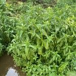 Veronica anagallis-aquatica Habit