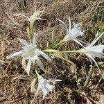 Pancratium maritimum Blüte