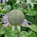 Monarda bradburiana Frukt