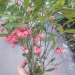 Euonymus europaeusFlower