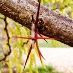 Gleditsia japonica Corteza