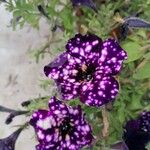Petunia x atkinsiana പുഷ്പം