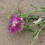 Centaurea sphaerocephala Frunză