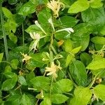 Lonicera japonicaFiore