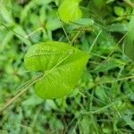 Ipomoea lacunosa Blatt