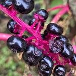 Phytolacca americana Fruit