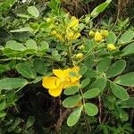 Senna pendula Vekstform