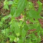 Delilia biflora ᱥᱟᱠᱟᱢ