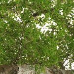 Xylopia cupularis Habit