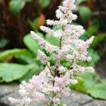 Astilbe japonica Flower