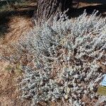 Achillea maritima Хабит