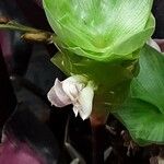 Goeppertia roseopicta Flor