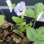 Viola tricolorFlower