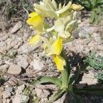 Orchis pauciflora Blodyn