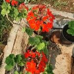 Pelargonium × hybridumFlower