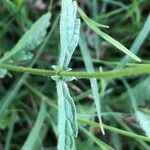 Verbena officinalis Blad